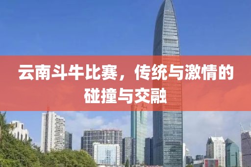 云南斗牛比賽，傳統(tǒng)與激情的碰撞與交融