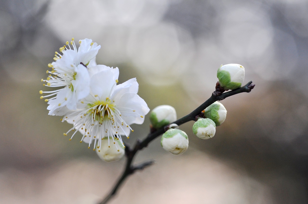 無錫梅花展覽，綻放的藝術(shù)盛宴，美不勝收的藝術(shù)之旅