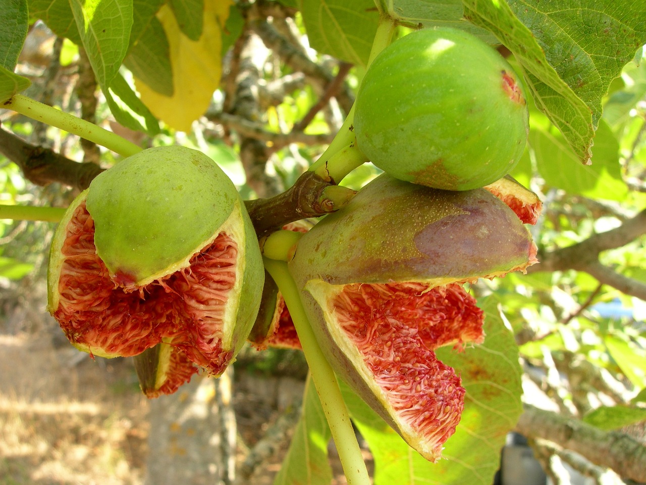 長(zhǎng)白山人參價(jià)格解析，一斤多少錢？