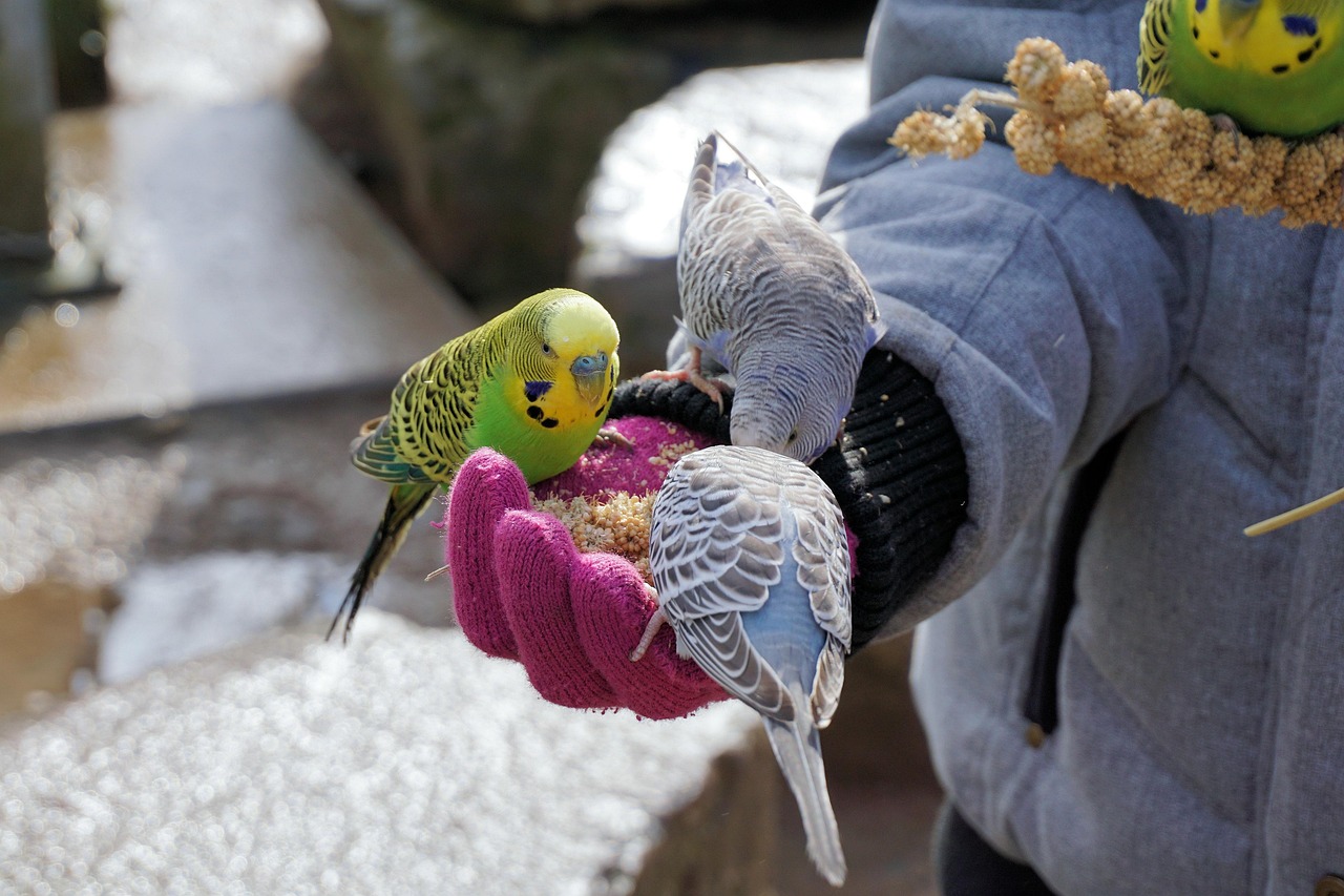 漢壽動物園最新動態(tài)揭秘，探索自然奧秘，體驗動物世界的精彩之旅