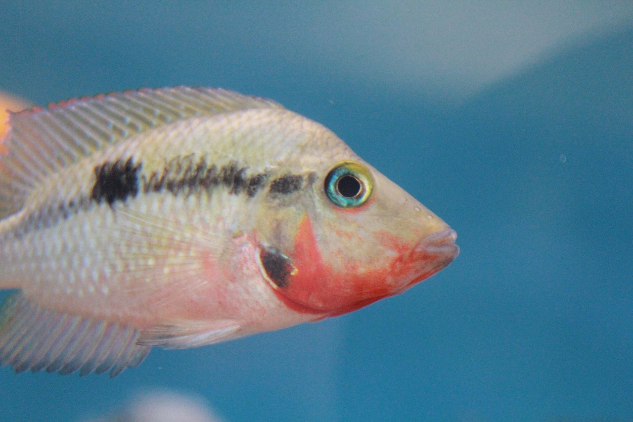最新魚缸展示，重塑水族世界的創(chuàng)意與魅力