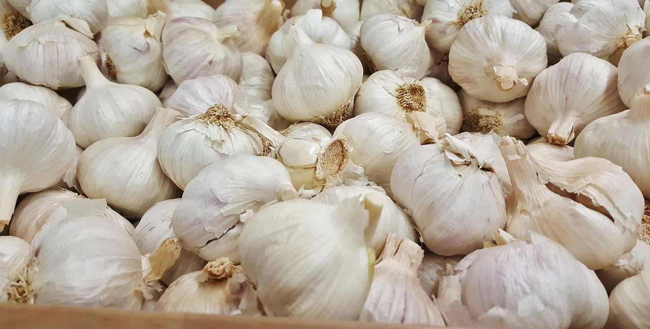 洋白菜最新價(jià)格行情及分析