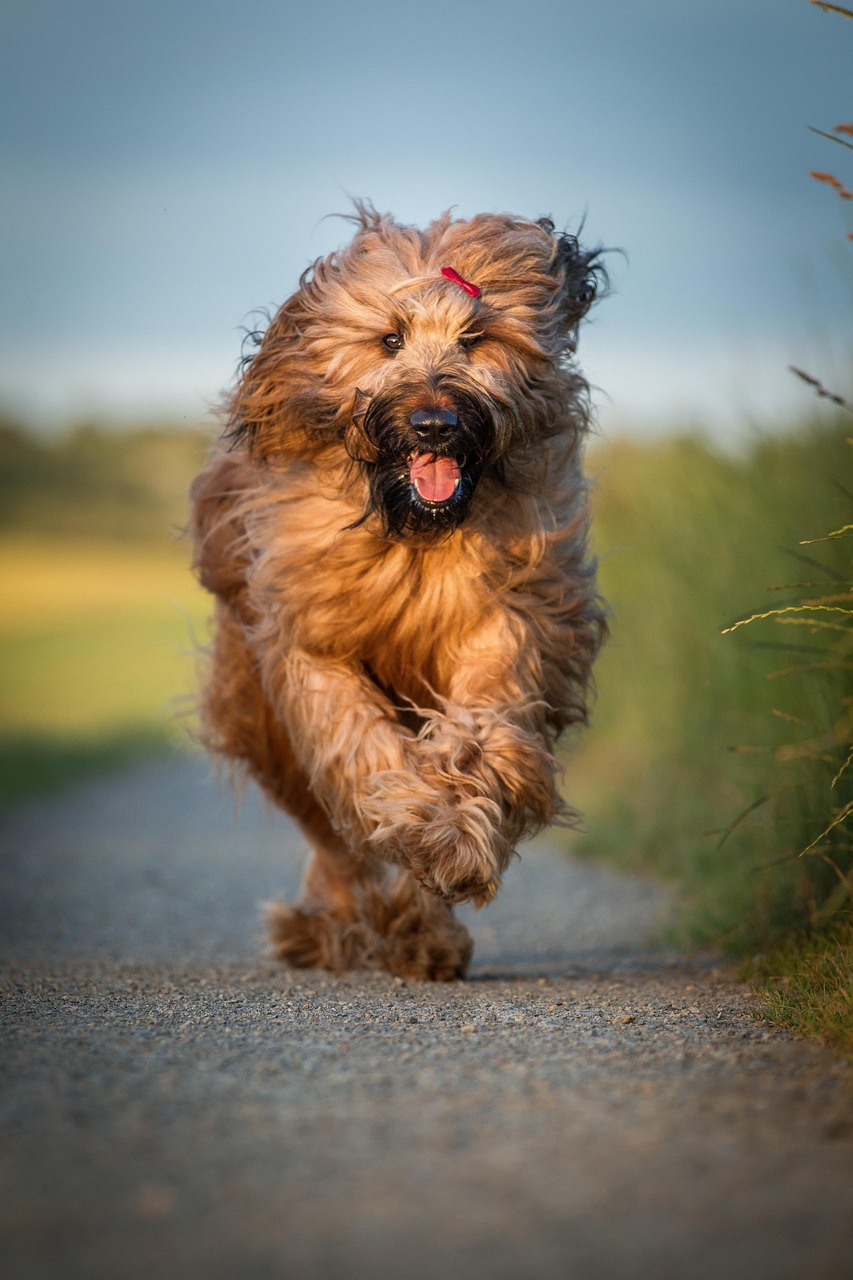 格力犬比賽跑圈，速度與激情的極致展現(xiàn)