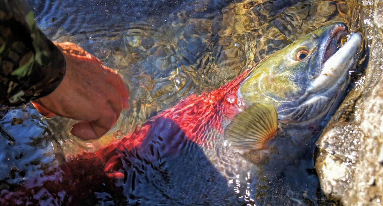 最新釣魚餌料配方揭秘，高效誘魚秘籍探索
