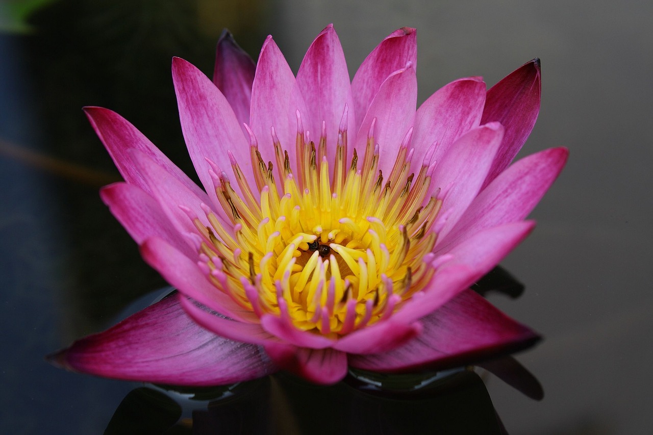 荷花價(jià)格表與圖片介紹