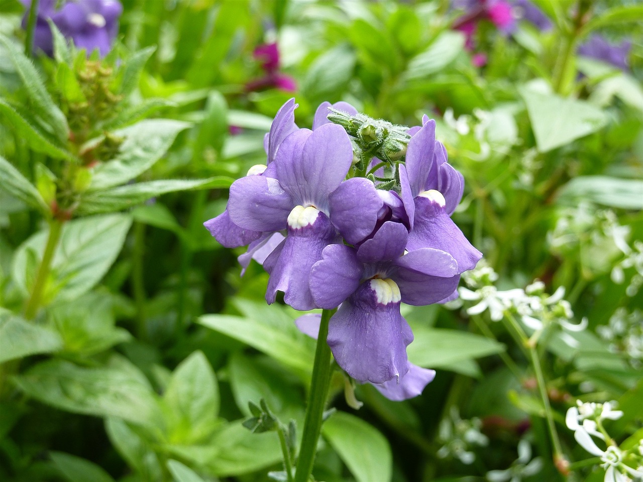 昆山古澄花園最新動態(tài)，園林藝術之美的綻放